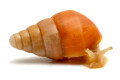 Limicolaria flammea Nigeria orange juvenil